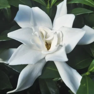 Frostproof Gardenia Live Plant - 4