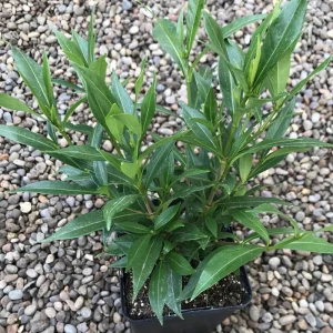 Frostproof Gardenia Live Plant - 4