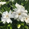 Frostproof Gardenia Live Plant - 4" Pot - Fragrant White Blooms - Image 1