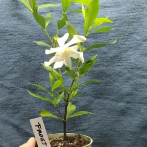 Frostproof Gardenia Live Plant - 4" Pot - Fragrant White Blooms - Image 2