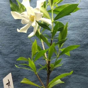 Frostproof Gardenia Live Plant - 4