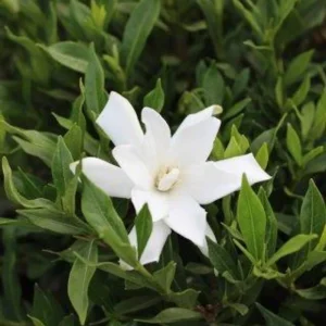Frostproof Gardenia Live Plant - 4