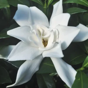 Frostproof Gardenia Live Plant - 4