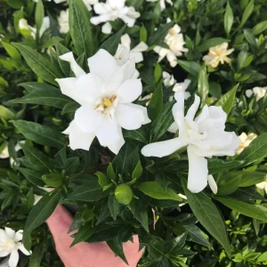 Frostproof Gardenia Live Plant - 4