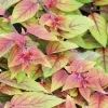 Fuchsia Ballerina 'Autumnale' Live Plant – 4 inch Pot – Outdoor Shrub - Image 1