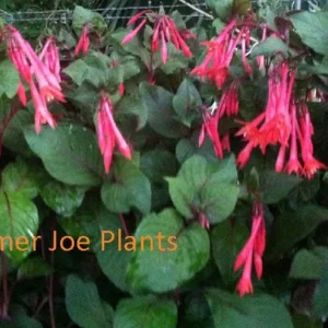Fuchsia Ballerina Flower Live Plant - Gartenmeister, 4 inch Pot - Image 2