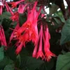 Fuchsia Ballerina Flower Live Plant - Gartenmeister, 4 inch Pot - Image 1