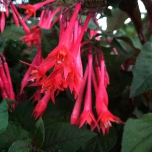 Fuchsia Ballerina Flower Live Plant - Gartenmeister, 4 inch Pot - Image 1