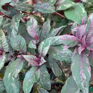 Fuchsia Ballerina Flower Live Plant - Variegated Gartenmeister - 4 inch Pot - Image 2