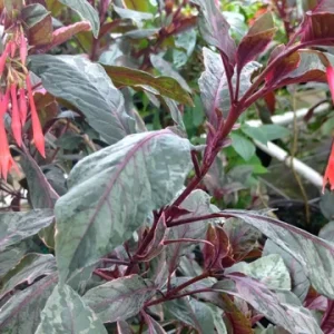 Fuchsia Ballerina Flower Live Plant - Variegated Gartenmeister - 4 inch Pot - Image 3