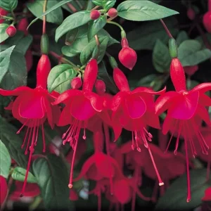 Fuchsia Ballerina Flower Marnina Live Plant – 4 inch Pot – Outdoor/Indoor - Image 2