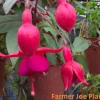 Fuchsia Ballerina Flower Marnina Live Plant – 4 inch Pot – Outdoor/Indoor - Image 1