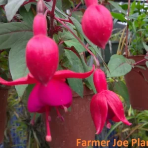 Fuchsia Ballerina Flower Marnina Live Plant – 4 inch Pot – Outdoor/Indoor - Image 1