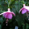 Fuchsia Ballerina Flower Plant Marinska – Live Plant – 4 inch Pot – Outdoor - Image 1