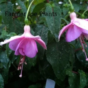 Fuchsia Ballerina Flower Plant Marinska – Live Plant – 4 inch Pot – Outdoor - Image 1