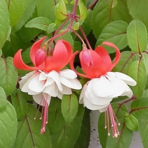 Fuchsia Ballerina Flower Swingtime Live Plant 4 inch Pot - Outdoor Hanging Basket - Image 2