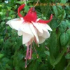 Fuchsia Ballerina Flower Swingtime Live Plant 4 inch Pot - Outdoor Hanging Basket - Image 1