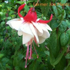 Fuchsia Ballerina Flower Swingtime Live Plant 4 inch Pot - Outdoor Hanging Basket - Image 1