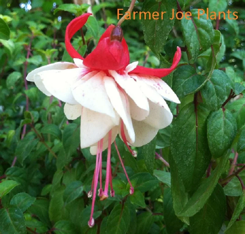 Fuchsia Ballerina Flower Swingtime Live Plant 4 inch Pot - Outdoor Hanging Basket - Image 1