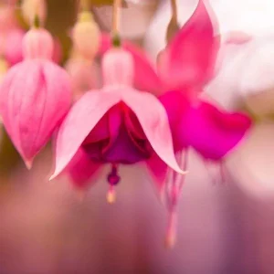 Fuchsia Live Plant 'Carmine White' Starter Plug – Hummingbird Attractor, Pink & White Flowers, Outdoor - Image 10