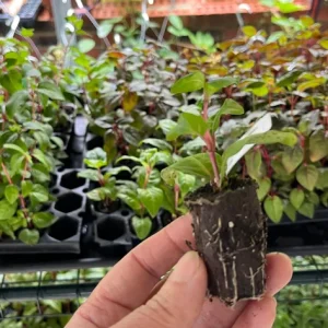 Fuchsia Live Plant 'Carmine White' Starter Plug – Hummingbird Attractor, Pink & White Flowers, Outdoor - Image 2