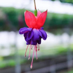 Fuchsia Live Plant 'Carmine White' Starter Plug – Hummingbird Attractor, Pink & White Flowers, Outdoor - Image 4