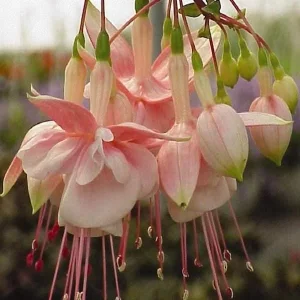 Fuchsia Live Plant 'Carmine White' Starter Plug – Hummingbird Attractor, Pink & White Flowers, Outdoor - Image 5