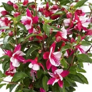 Fuchsia Live Plant 'Carmine White' Starter Plug – Hummingbird Attractor, Pink & White Flowers, Outdoor - Image 6