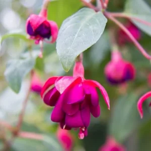 Fuchsia Live Plant 'Carmine White' Starter Plug – Hummingbird Attractor, Pink & White Flowers, Outdoor - Image 7