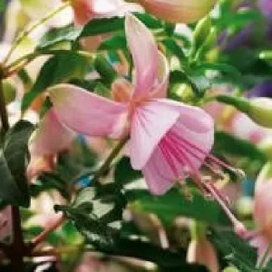 Fuchsia Live Plant 'Carmine White' Starter Plug – Hummingbird Attractor, Pink & White Flowers, Outdoor - Image 8