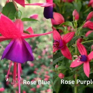 Fuchsia Live Plant 'Carmine White' Starter Plug – Hummingbird Attractor, Pink & White Flowers, Outdoor - Image 9