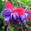 Fuchsia Live Plant 'Carmine White' Starter Plug – Hummingbird Attractor, Pink & White Flowers, Outdoor - Image 1