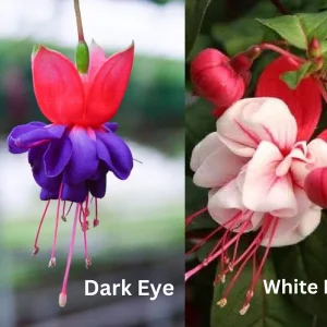 Fuchsia Live Plant - Healthy Starter Plant for Hummingbirds, Outdoor, 1-2 ft - Image 10