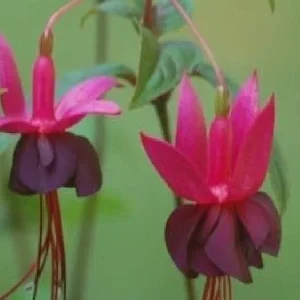 Fuchsia Live Plant - Healthy Starter Plant for Hummingbirds, Outdoor, 1-2 ft - Image 5