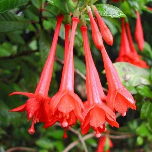 Fuchsia Live Plant - Healthy Starter Plant for Hummingbirds, Outdoor, 1-2 ft - Image 6