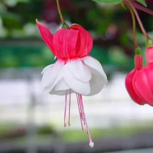 Fuchsia Live Plant - Healthy Starter Plant for Hummingbirds, Outdoor, 1-2 ft - Image 8