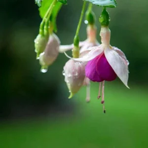 Fuchsia Live Plant - Healthy Starter Plant for Hummingbirds, Outdoor, 1-2 ft - Image 9
