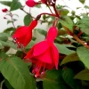Fuchsia Live Plant - Healthy Starter Plant for Hummingbirds, Outdoor, 1-2 ft - Image 1