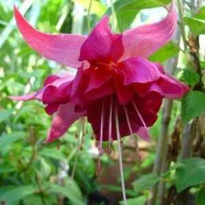 Fuchsia Live Plant – Hummingbird Flower Starter Plant for Hanging Baskets - Image 2