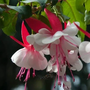 Fuchsia Live Plant – Hummingbird Flower Starter Plant for Hanging Baskets - Image 3