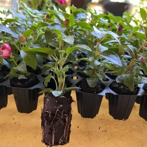 Fuchsia Live Plant – Hummingbird Flower Starter Plant for Hanging Baskets - Image 5