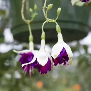 Fuchsia Live Plant – Hummingbird Flower Starter Plant for Hanging Baskets - Image 6