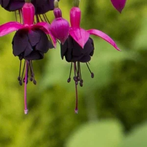 Fuchsia Live Plant – Hummingbird Flower Starter Plant for Hanging Baskets - Image 1