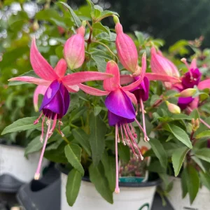 Fuchsia Live Plant – Hummingbird Magnet Flower, 3-4 inch Pot, Outdoor - Image 10