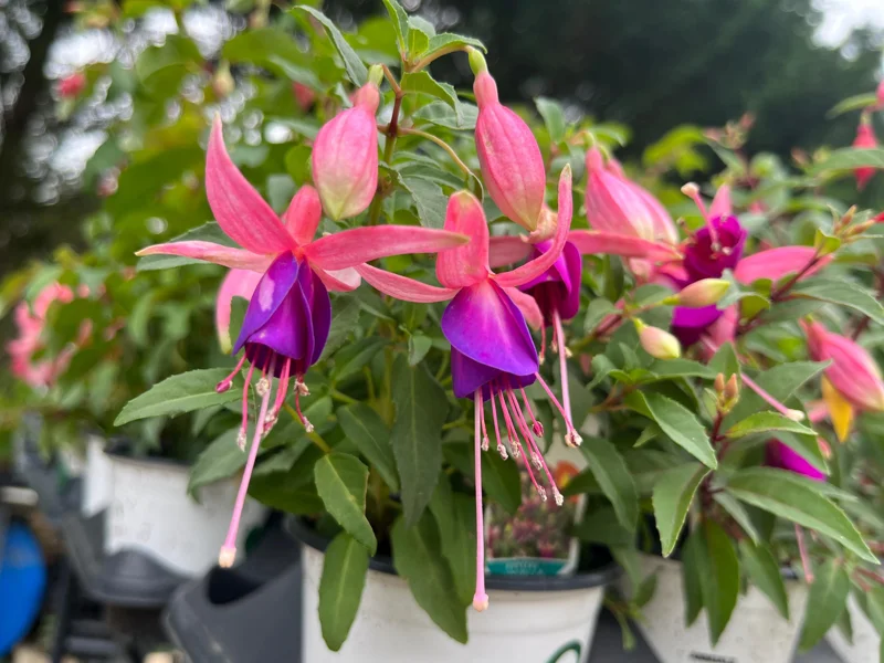 Fuchsia Live Plant – Hummingbird Magnet Flower, 3-4 inch Pot, Outdoor - Image 10
