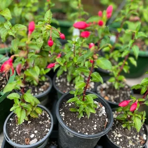 Fuchsia Live Plant – Hummingbird Magnet Flower, 3-4 inch Pot, Outdoor - Image 2