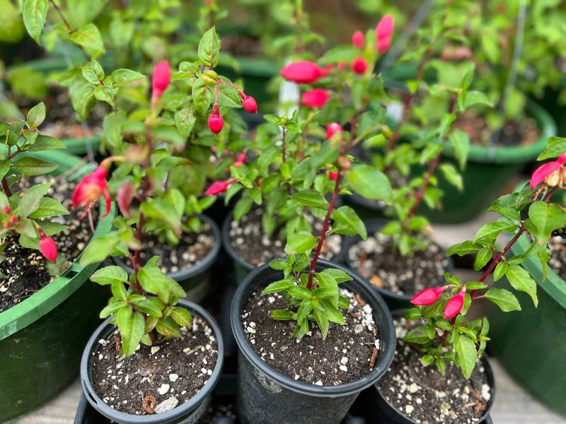 Fuchsia Live Plant – Hummingbird Magnet Flower, 3-4 inch Pot, Outdoor - Image 2