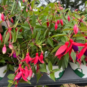 Fuchsia Live Plant – Hummingbird Magnet Flower, 3-4 inch Pot, Outdoor - Image 3