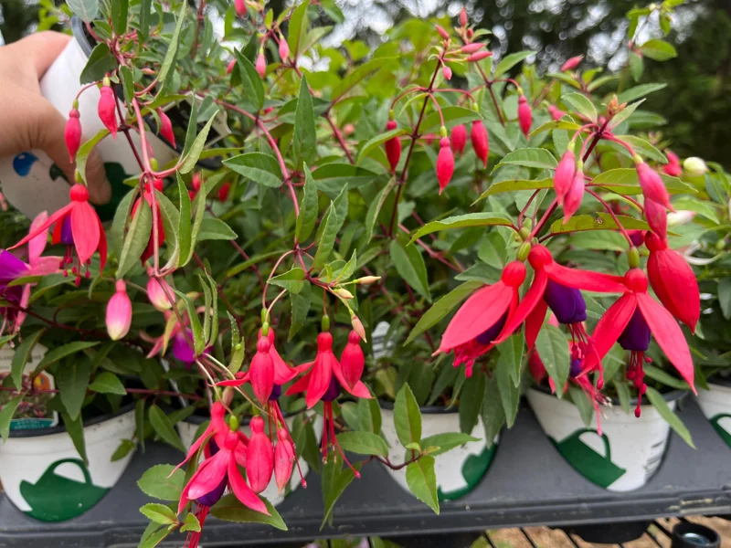 Fuchsia Live Plant – Hummingbird Magnet Flower, 3-4 inch Pot, Outdoor - Image 3