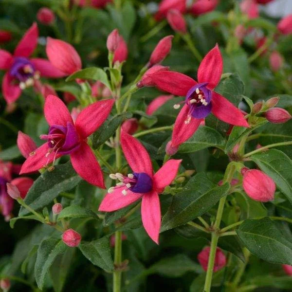 Fuchsia Live Plant – Hummingbird Magnet Flower, 3-4 inch Pot, Outdoor - Image 4